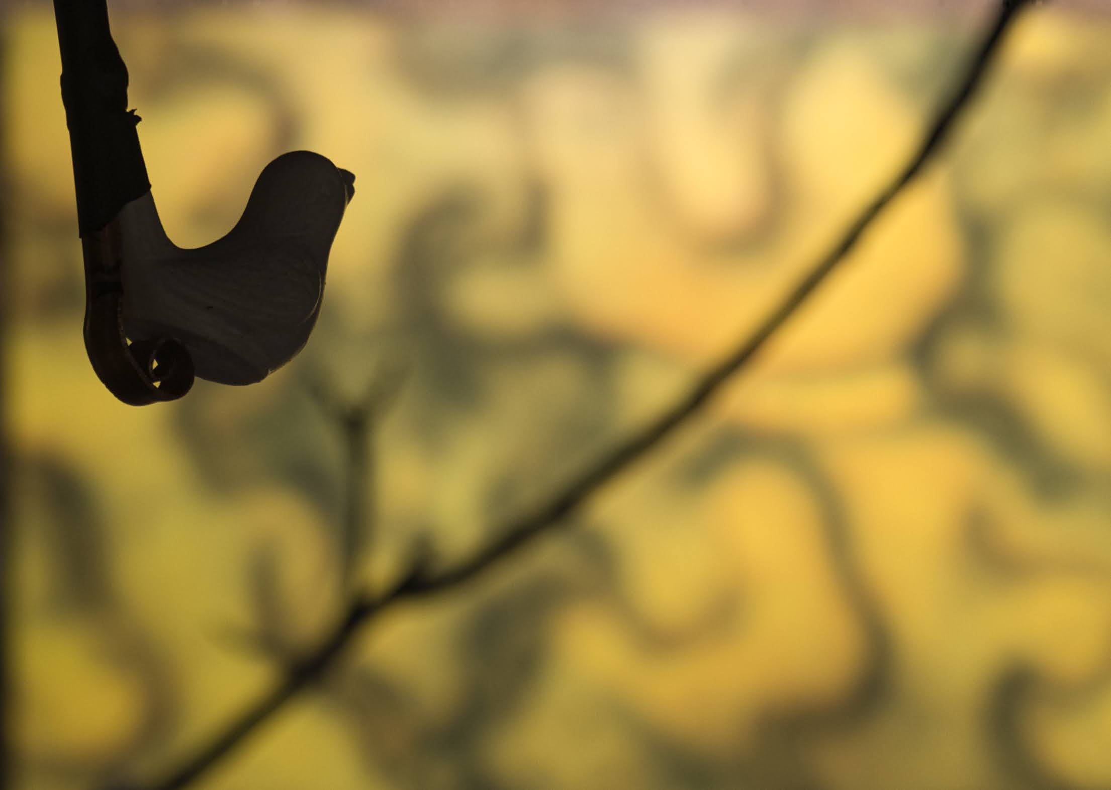 Balade contée « L’homme qui faisait chanter les arbres »