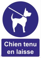 Chiens tenus en laisse